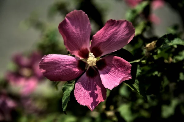 葉が近くに見える 紫色とピンクのハイビスカスの花を咲かせます — ストック写真