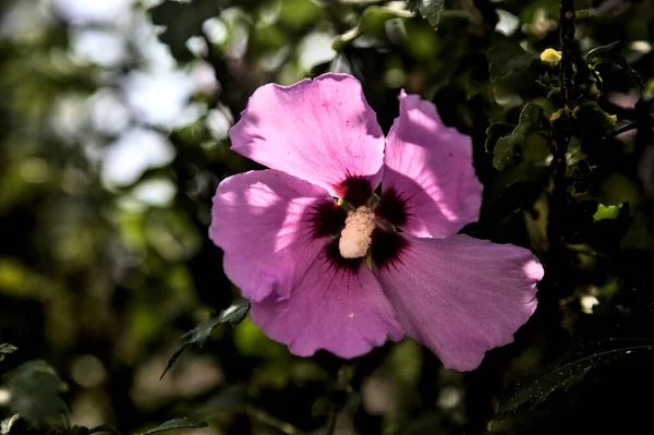 Puprle Flores Hibisco Rosa Flor Com Folhagem Vista Perto — Fotografia de Stock