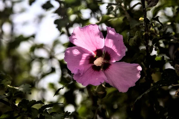 분홍빛 히비스커스 꽃들이 잎들이 — 스톡 사진