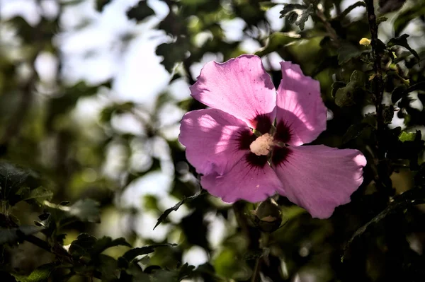 Puprle Och Rosa Hibiskus Blommor Blom Med Bladverk Sett Nära — Stockfoto