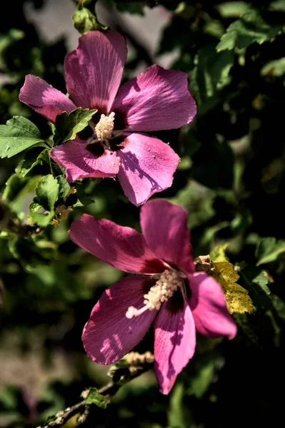 Puprle Roze Hibiscus Bloemen Bloei Met Gebladerte Van Dichtbij Gezien — Stockfoto