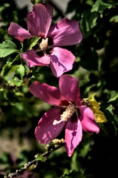 Цветки Пупря Розового Гибискуса Цветении Листвой Видимой Близко — стоковое фото