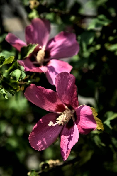 Puprle Fleurs Roses Hibiscus Fleur Avec Feuillage Près — Photo
