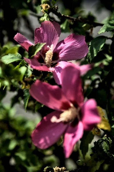 芙蓉及粉红芙蓉花朵盛开 叶尖可见 — 图库照片