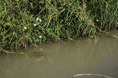 Çimenli kenarı ve beyaz çiçekleri olan su akıntısı