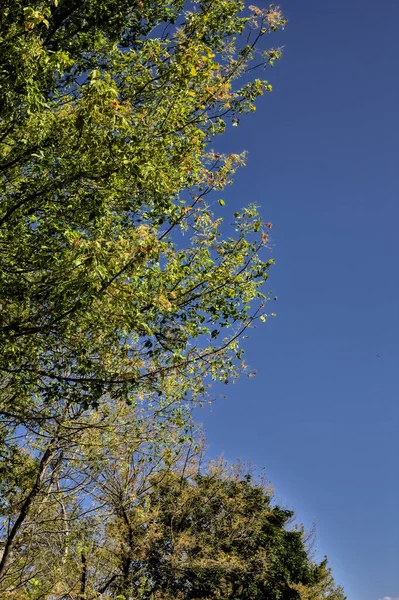 Tree Topp Och Klar Himmel — Stockfoto