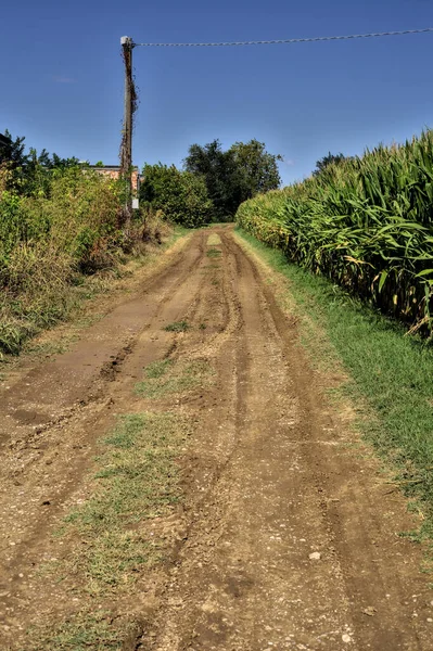 Dirt Road Next Corn Field Clear Day — Stock fotografie
