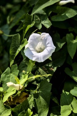 Konvolvulus çiçekleri yakından görülüyor