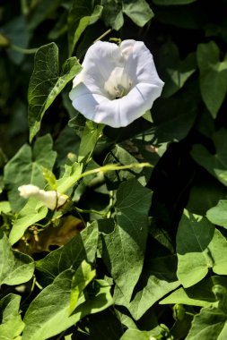 Konvolvulus çiçekleri yakından görülüyor