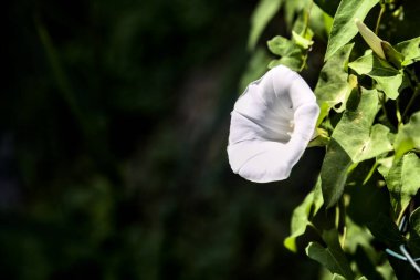 Konvolvulus çiçekleri yakından görülüyor