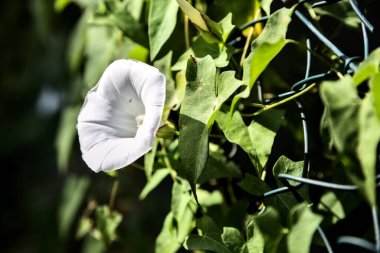 Konvolvulus çiçekleri yakından görülüyor