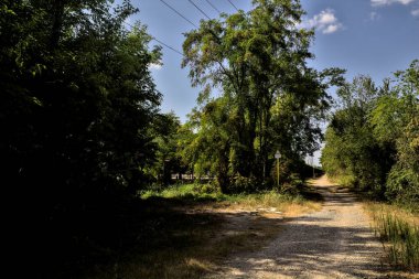 Açık bir günde kırsalda bir koruluğun ortasında ikiye ayrılan toprak yol.