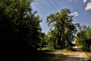 Açık bir günde kırsalda bir koruluğun ortasında ikiye ayrılan toprak yol.