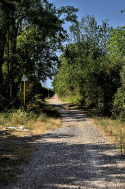 Açık bir günde kırsalda bir koruluğun ortasında ikiye ayrılan toprak yol.