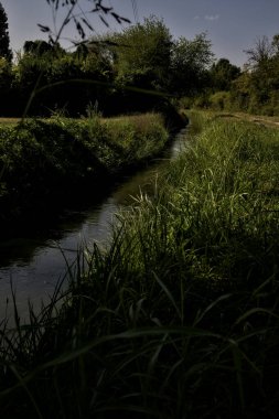 Kırsal kesimde açık bir günde ağaçlarla çevrili su akıntısı