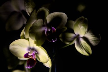 Sarı falaenopsis orkidesi siyah bir arkaplanda, yakından görülüyor.