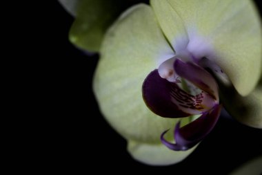 Sarı falaenopsis orkidesi siyah bir arkaplanda, yakından görülüyor.