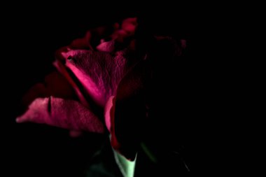 Kırmızı minyatür siyah bir arkaplanda yükseldi. Yakından görülüyor.