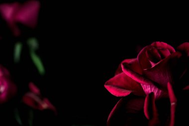 Kırmızı minyatür siyah bir arkaplanda yükseldi. Yakından görülüyor.