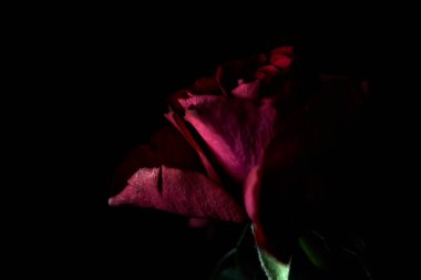 Kırmızı minyatür siyah bir arkaplanda yükseldi. Yakından görülüyor.