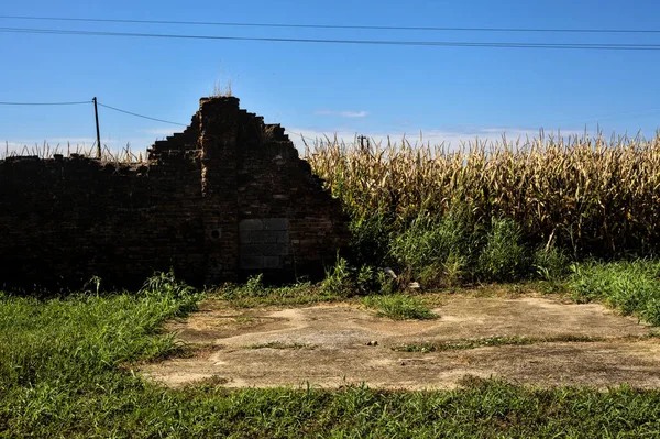 Broken brick boundary wall next to a corn field on a clear day