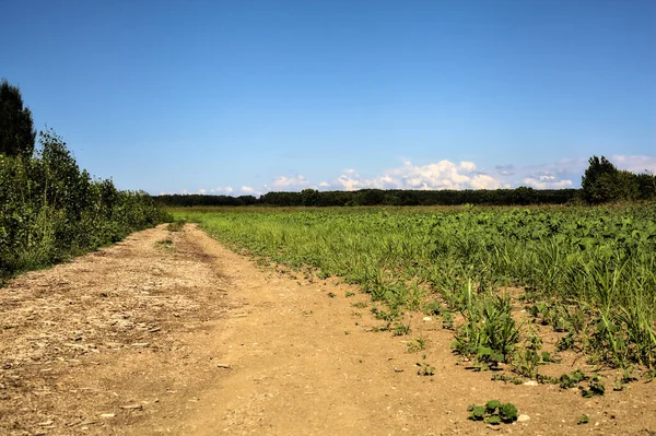 Dirt Path Next Uncultivated Field Clear Day — Stock Photo, Image