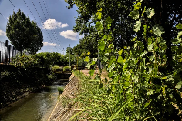 Брудна Стежка Межувала Деревами Чагарниками Струмок Води Сільській Місцевості Ясний — стокове фото