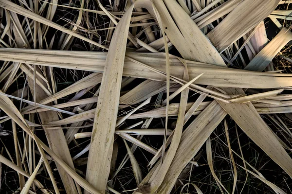 Dry Reeds Ground — Stock Photo, Image