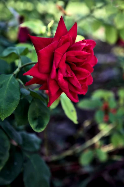 Piros Rózsa Virágzik Egy Bokorban Közelről — Stock Fotó