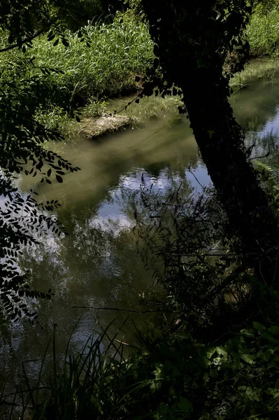 Поток Воды Граничащий Деревьями Виден Сверху Вниз Освещенный Солнцем — стоковое фото
