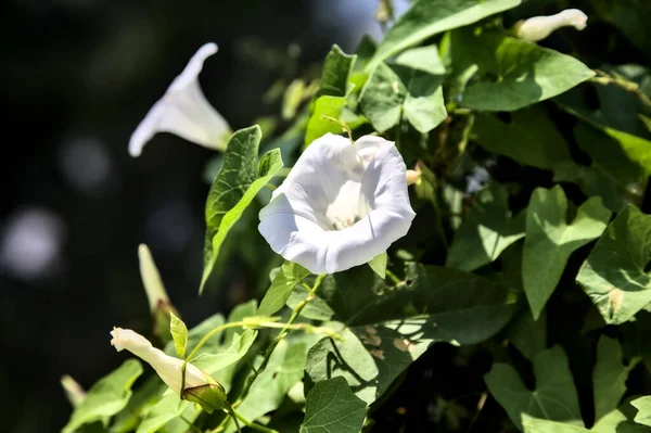 Konvolvulus Çiçekleri Yakından Görülüyor — Stok fotoğraf