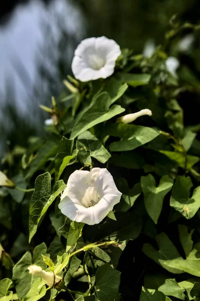 Convolvulus Flowers Seen Close — Stock Photo, Image