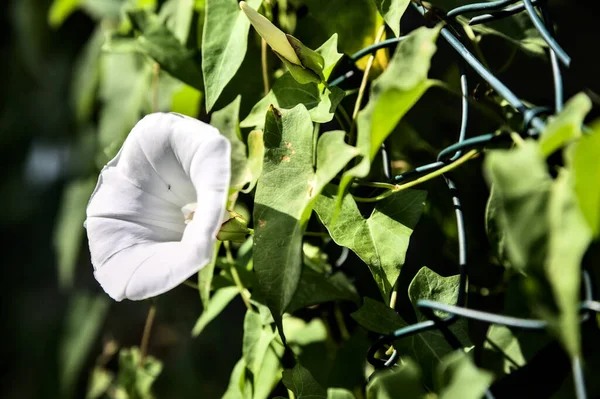 Fleurs Convolvulus Vues Près — Photo