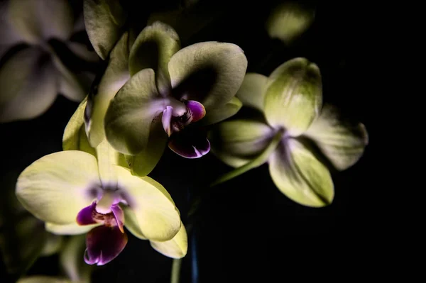 Gelbe Phalaenopsis Orchidee Auf Schwarzem Hintergrund Aus Der Nähe Gesehen — Stockfoto