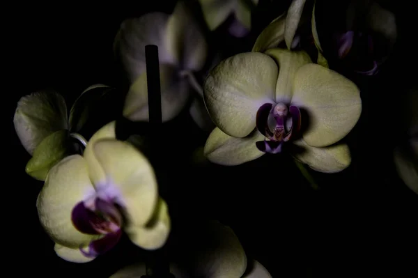 Gelbe Phalaenopsis Orchidee Auf Schwarzem Hintergrund Aus Der Nähe Gesehen — Stockfoto
