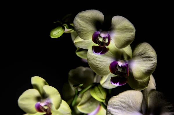 Orchidea Phalaenopsis Gialla Uno Sfondo Nero Visto Vicino — Foto Stock