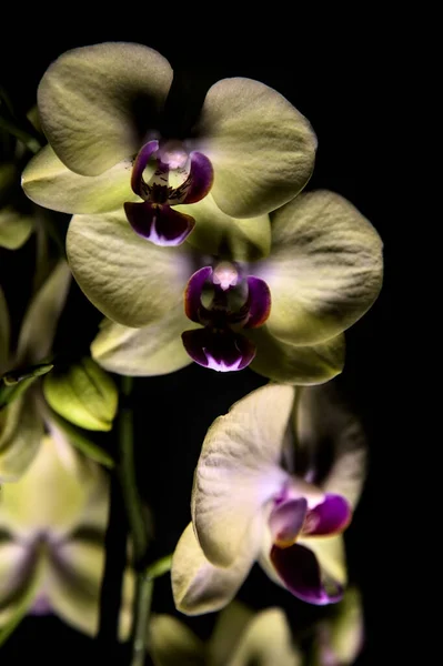 Orquídea Phalaenopsis Amarela Fundo Preto Visto Acima Perto — Fotografia de Stock