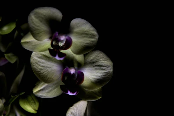 Yellow Phalaenopsis Orchid Black Backdrop Seen Close — Stock Photo, Image