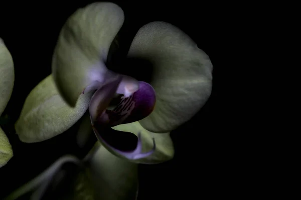 Yellow Phalaenopsis Orchid Black Backdrop Seen Close — Stock Photo, Image