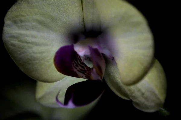 Gelbe Phalaenopsis Orchidee Auf Schwarzem Hintergrund Aus Der Nähe Gesehen — Stockfoto