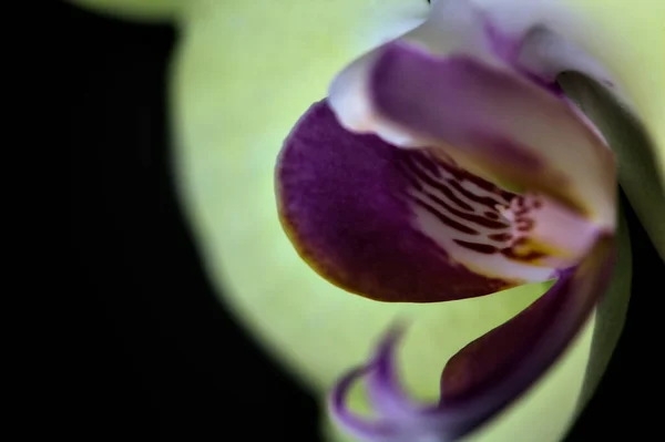 Gelbe Phalaenopsis Orchidee Auf Schwarzem Hintergrund Aus Der Nähe Gesehen — Stockfoto