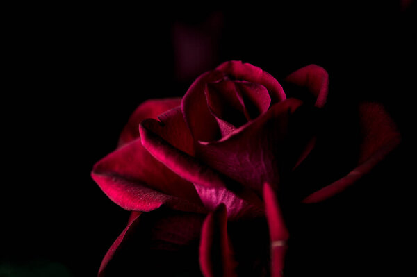 Red miniature rose on a black backdrop seen up close