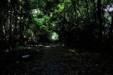 Gün batımında kırsaldaki bir parkta üzerinde ağaçlar olan küçük gölgeli bir patika.