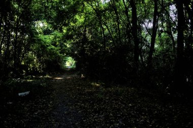 Gün batımında kırsaldaki bir parkta üzerinde ağaçlar olan küçük gölgeli bir patika.