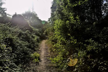 Kırsaldaki bir korulukta, gün batımında güneşin aydınlattığı gölgeli bir yol.