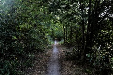 Gün batımında kırsaldaki bir parkta üzerinde ağaçlar olan küçük gölgeli bir patika.