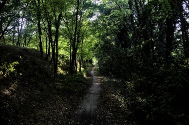 Gün batımında kırsaldaki bir parkta üzerinde ağaçlar olan küçük gölgeli bir patika.