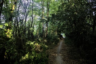 Gün batımında kırsaldaki bir parkta üzerinde ağaçlar olan küçük gölgeli bir patika.
