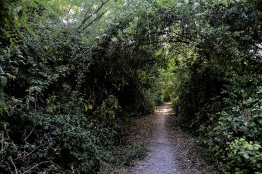 Gün batımında kırsalda ağaçlarla kaplı gölgeli bir yol.