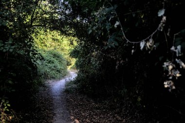 Gün batımında kırsalda ağaçlarla kaplı gölgeli bir yol.